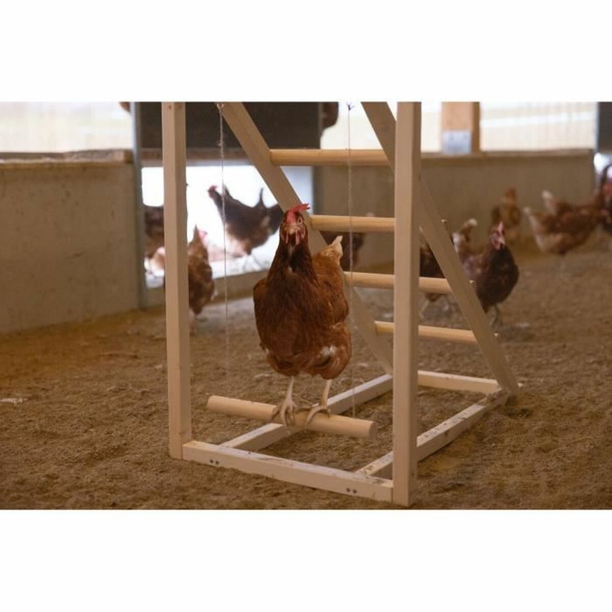 Staircase Chicken Roost with Swing